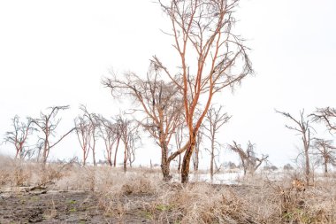 Afrika 'daki gölde ölü ağaçlar duruyor. Küresel ısınma, iklim felaketi konsepti. Tanzanya, Maniara Milli Parkı. Işık suyunun arka planında yaprakları olmayan güzel Afrika ağaçları