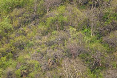 Dağ yamacında doğal yeşil arka plan ağaç tepeleri. Afrika orman rezervleri. Afrika seyahati konsepti. Maniara Tanzanya rezervi