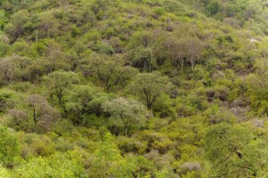 Dağ yamacında doğal yeşil arka plan ağaç tepeleri. Afrika orman rezervleri. Afrika seyahati konsepti. Maniara Tanzanya rezervi