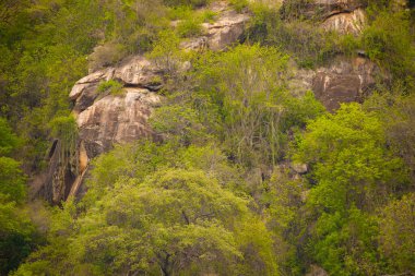 Dağ yamacında doğal yeşil arka plan ağaç tepeleri. Afrika orman arazisi. Afrika seyahat konsepti. Maniara Tanzanya rezervi