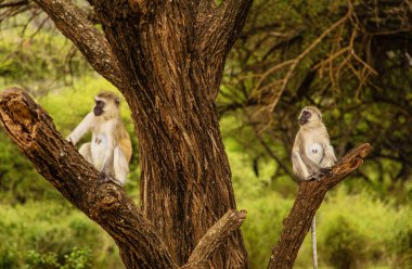 Genç Afrikalı Vervet maymunu, Chlorocebus pigerythrus doğal ortamında bagajda oturuyor. Ön taraf yakın çekim. Güney Afrika safariye çıkar. Maniara Tanzanya rezervini izleyen vahşi hayvanlar..