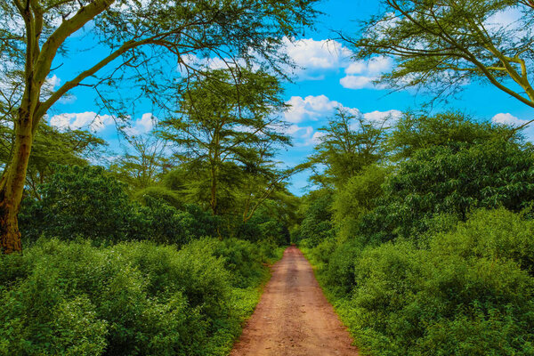 Earthen road in African forest. clay soil. brown road green bushes maniara national reserve .nature background. African travel and road concept