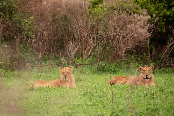 Dişi aslan ve yavrusu uzun otların arasında dinleniyor. Güney Afrika safari ve vahşi hayvan izleme konsepti ile seyahat eder. Maniara Tanzanya rezervi. Doğal yeşil arkaplan