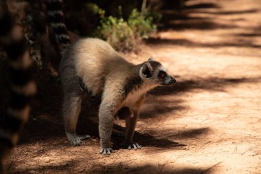 Halka kuyruklu gri lemur, Madagaskar özel parkında doğal ortamda. Yakından sevimli bir primat. Komik şirin küçük hayvan.