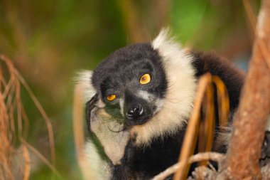 Siyah ve beyaz yakutlu lemur doğal habitatı Madagaskar 'da. Şirin, tüylü, parlak primat yakın plan. Vary varecia variegata, endemik
