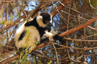 Siyah ve beyaz yakutlu lemur doğal habitatı Madagaskar 'da. Şirin, tüylü, parlak primat yakın plan. Vary varecia variegata, endemik
