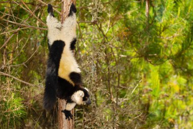 Siyah ve beyaz yakutlu lemur doğal habitatı Madagaskar 'da. Şirin, tüylü, parlak primat yakın plan. Vary varecia variegata, endemik