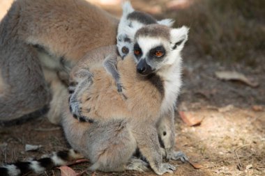 Halka kuyruklu gri lemur, Madagaskar özel parkında doğal ortamda. Yakından sevimli bir primat. Komik şirin küçük hayvan.