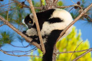 Siyah ve beyaz yakutlu lemur doğal habitatı Madagaskar 'da. Şirin, tüylü, parlak primat yakın plan. Vary varecia variegata, endemik