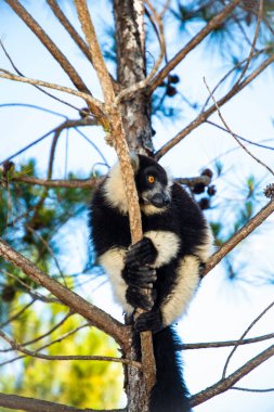 Siyah ve beyaz yakutlu lemur doğal habitatı Madagaskar 'da. Şirin, tüylü, parlak primat yakın plan. Vary varecia variegata, endemik