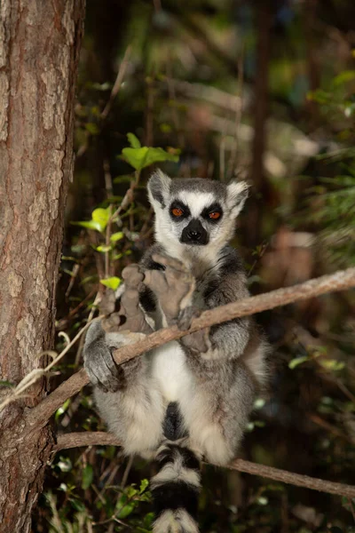 Halka kuyruklu gri lemur, Madagaskar özel parkında doğal ortamda. Yakından sevimli bir primat. Komik şirin küçük hayvan.