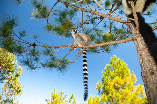 Halka kuyruklu gri lemur, Madagaskar özel parkında doğal ortamda. Yakından sevimli bir primat. Komik şirin küçük hayvan.