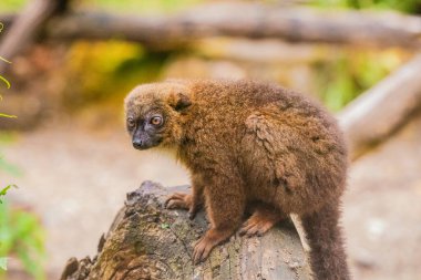 Uzun, güzel kuyruklu kırmızı yüzlü bebek lemur. Berlin hayvanat bahçesinde korunan küçük sevimli Madagaskar Hayvanat Bahçesi. Doğa geçmişi. Nadir bulunan hayvanlar güvenlik kavramını