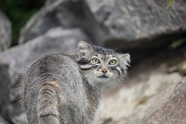 Pallas 'ın kedisi Manul Otocolobus Manul Asya' dan tatlı gri kedi. Vahşi yaşam sahnesi. Kayalık bir dağ yaşam alanında oturuyorlar. Doğal arkaplan.