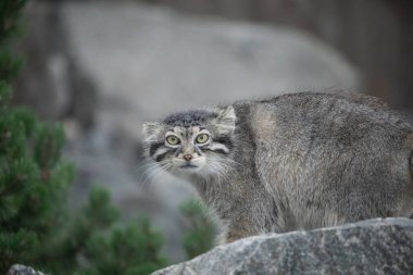 Pallas 'ın kedisi Manul Otocolobus Manul Asya' dan tatlı gri kedi. Vahşi yaşam sahnesi. Kayalık bir dağ yaşam alanında oturuyorlar. Doğal arkaplan.