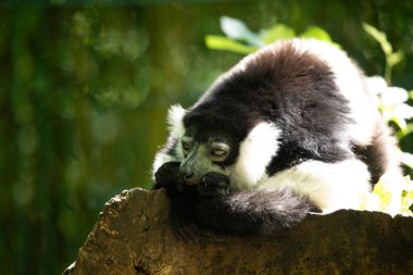 Siyah beyaz yakalı Lemur şirin bir hayvan. Canlı bir doğa geçmişi var. Berlin Hayvanat Bahçesi 'nde nadir görülen bir koruma ve bakım konsepti