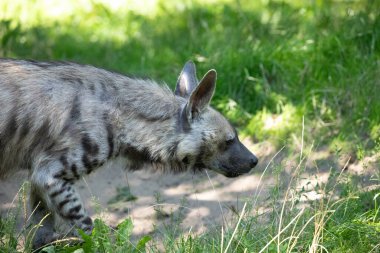 Yetişkin Çizgili Sırtlan (Hyaena hyaena), Berlin hayvanat bahçesinin bulanık doğal arka planına karşı durmaktadır. Vahşi hayvan konseptini koru