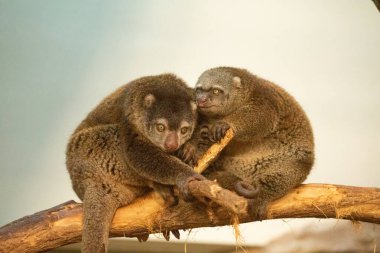 Şirin vahşi ayı cuscus aulirops ursinus arboreal ve bulanık arka plan. Hayvanat bahçesi kavramında nadir hayvanları korumak.
