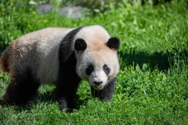 Yeşil çimlerde pandalarla oynarken çok neşeliydi. Nesli tükenmekte olan nadir hayvanlar korunan konsept. Berlin Hayvanat Bahçesi 'ndeki Çin mülkü. sevimli sakar siyah ve beyaz ayı