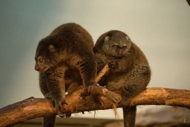 Şirin vahşi ayı cuscus aulirops ursinus arboreal ve bulanık arka plan. Hayvanat bahçesi kavramında nadir hayvanları korumak.