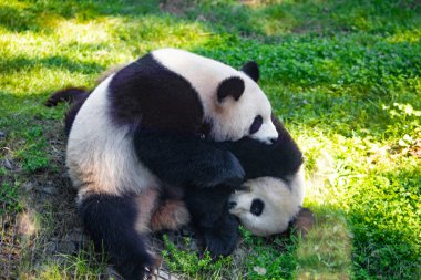 Yeşil çimlerde pandalarla oynarken çok neşeliydi. Nesli tükenmekte olan nadir hayvanlar korunan konsept. Berlin Hayvanat Bahçesi 'ndeki Çin mülkü. sevimli sakar siyah ve beyaz ayı