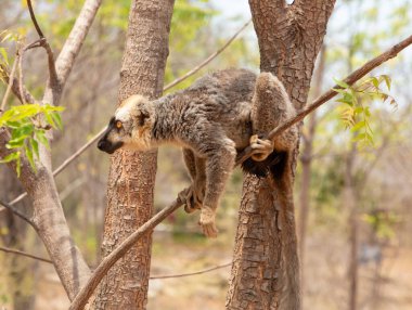 Kahverengi lemurlu (Eulemur fulvus) turuncu gözlü. Madagaskar 'daki doğal yaşam ortamında ağaç gövdesinde nesli tükenmekte olan bir hayvan. Şirin ortak komik primat.