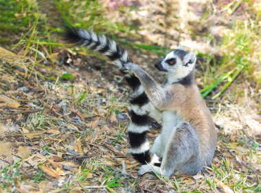 Halka kuyruklu gri lemur, Madagaskar özel parkında doğal ortamda. Yakından sevimli bir primat. Komik şirin küçük hayvan.