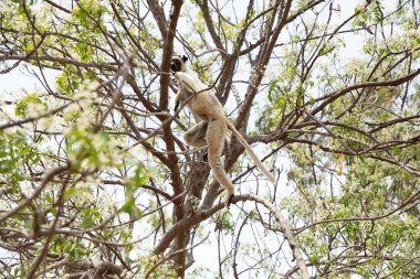 Kirindy Park 'ta Verreaux' nun sifakası. Madagaskar Adası faunasında siyah kafalı beyaz sifaka. Büyük gözlü sevimli ve meraklı bir primat.