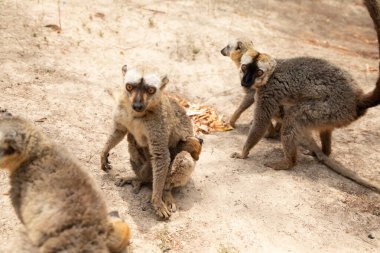 Kahverengi lemurlu (Eulemur fulvus) turuncu gözlü. Madagaskar 'daki doğal yaşam ortamında ağaç gövdesinde nesli tükenmekte olan bir hayvan. Şirin ortak komik primat.