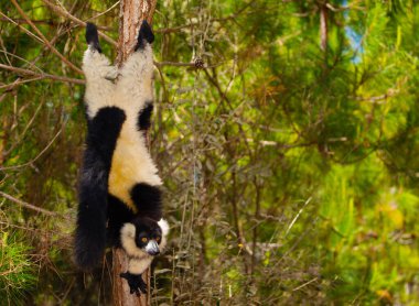Siyah ve beyaz yakutlu lemur doğal habitatı Madagaskar 'da. Şirin, tüylü, parlak primat yakın plan. Vary varecia variegata, endemik