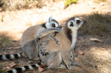Halka kuyruklu gri lemur, Madagaskar özel parkında doğal ortamda. Yakından sevimli bir primat. Komik şirin küçük hayvan.