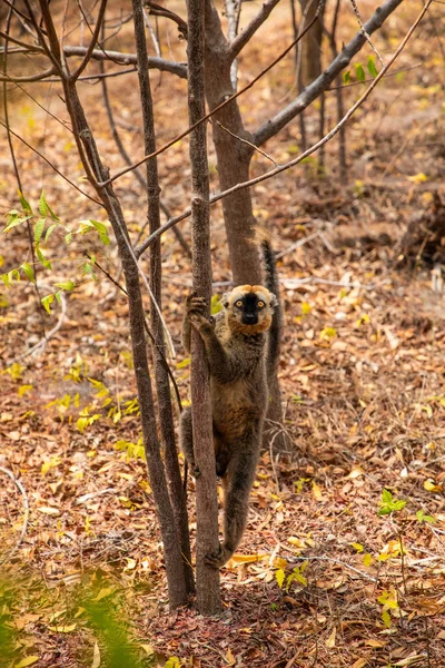 stock image brown lemur (Eulemur fulvus) with orange eyes. Endangered endemic animal on tree trunk in natural habitat, Madagascar wildlife animal. Cute Common funny primate.