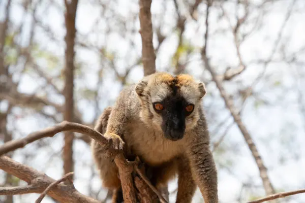 Kahverengi lemurlu (Eulemur fulvus) turuncu gözlü. Madagaskar 'daki doğal yaşam ortamında ağaç gövdesinde nesli tükenmekte olan bir hayvan. Şirin ortak komik primat.