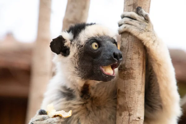 stock image Verreaux's sifaka in Kirindy park. White sifaka with dark head on Madagascar island fauna. cute and curious primate with big eyes