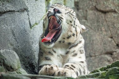 Büyük beyaz kar leoparı sarı gözleri delip geçer. Doğa vahşi kedi arka planı.