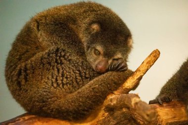 Şirin vahşi ayı cuscus aulirops ursinus arboreal. Berlin Hayvanat Bahçesi 'nde nadir görülen bir koruma ve bakım. Sevimli hayvan.