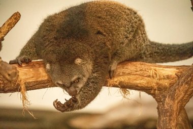 Şirin vahşi ayı cuscus aulirops ursinus arboreal. Berlin Hayvanat Bahçesi 'nde nadir görülen bir koruma ve bakım. Sevimli hayvan.