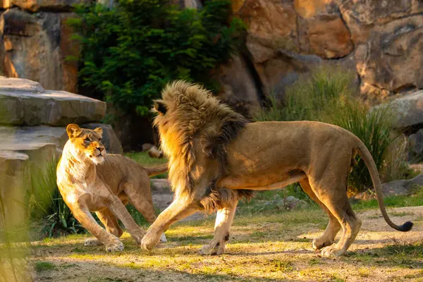 Pair adult Lions in zoological garden. lion and lioness in bright golden rays setting sun. Close-up. Love and tenderness king of beasts. Nature yellow background with wild animals