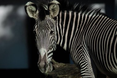 Zebra hayvanat bahçesinde kameraya bakıyor