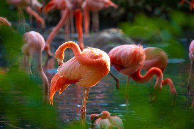 Suyun içinde yeşil otlarla yürüyen güzel Amerikan flamingoları. Canlı doğal bir geçmişi var. seyahat ve kuşlar hayvanat bahçesi konsepti