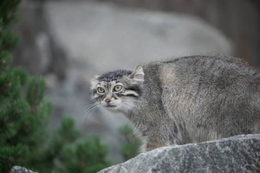 Pallas 'ın kedisi Manul Otocolobus Manul Asya' dan tatlı gri kedi. Vahşi yaşam sahnesi. Kayalık bir dağ yaşam alanında oturuyorlar. Doğal arkaplan.