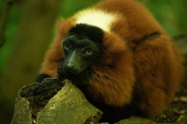 Kırmızı yakutlu lemur, Varecia Rubra, dalın üstünden izliyor. Berlin Hayvanat Bahçesi 'nde nadir görülen bir koruma ve bakım. Sevimli komik hayvan. Canlı doğa arkaplanı.
