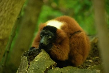 Kırmızı yakutlu lemur, Varecia Rubra, dalın üstünden izliyor. Berlin Hayvanat Bahçesi 'nde nadir görülen bir koruma ve bakım. Sevimli komik hayvan. Canlı doğa arkaplanı.