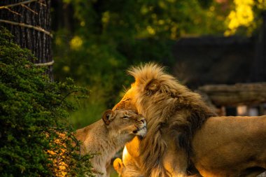 Hayvanat bahçesinde iki yetişkin aslan. Aslan ve dişi aslan güneşin batışında altın ışıklarıyla parlıyor. Yakın plan. Hayvanların sevgi ve şefkat kralı. Vahşi hayvanlarla dolu sarı bir arka plan.