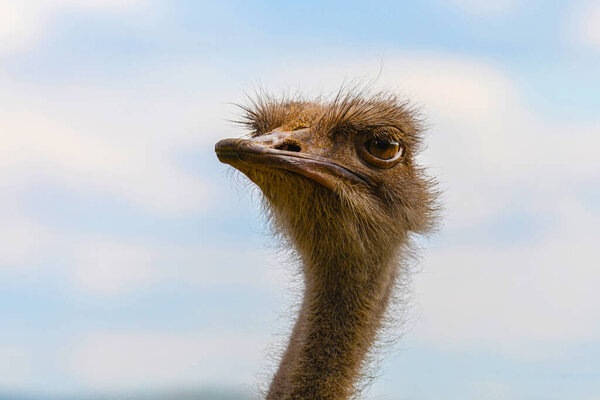 Side view ostrich with long neck and beak looking away against sky background in daylight