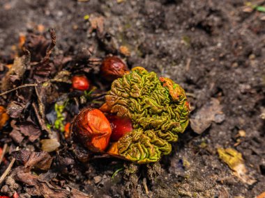 Bahçe rhubarb 'ı ya da yaygın raventli Rheum melezi, ekilmiş hali. Bahçe ve hobi tarım konsepti. Doğal arkaplan