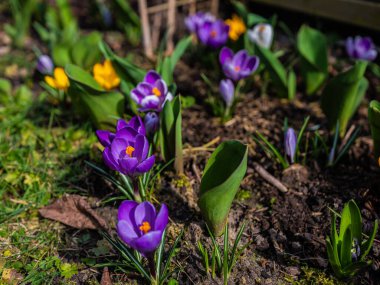 Karışık renkli çiçekler, doğa arka planı. Canlı, karışık bir fon. Bahçede büyüyen parlak timsahlar. Yakın plan. Baharın başında canlı çiçekler. Evde bahçıvanlık hobisi