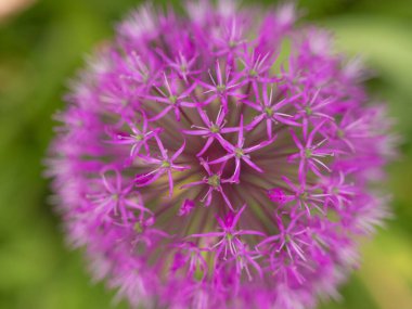 Karışık renkli çiçekler, doğa arka planı. Canlı, karışık bir fon. Bahçede büyüyen parlak. Yakın plan. Baharın başında canlı çiçekler. Evde bahçıvanlık hobisi