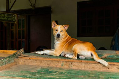 Güzel kırmızı başıboş köpek Sri Lanka 'da boş ahşap tezgahta yatıyor. Asya