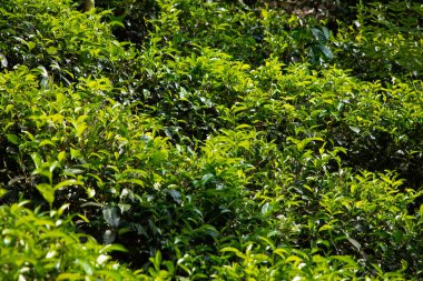 Sri Lanka 'daki yüksek dağ çay tarlası. Olgun yeşil yapraklar çalıların üzerinde, hasat için hazır. Bu tür çaylar özellikle değerli ve lezzetli olur.